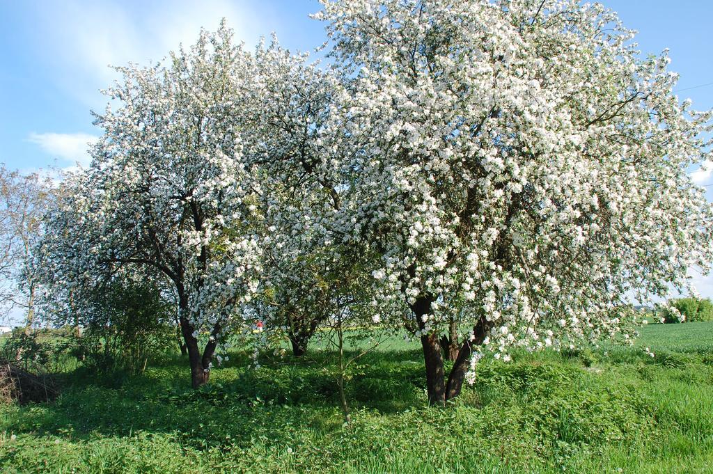 Agroturystyka Pod Swierkami Nadrybie Ngoại thất bức ảnh